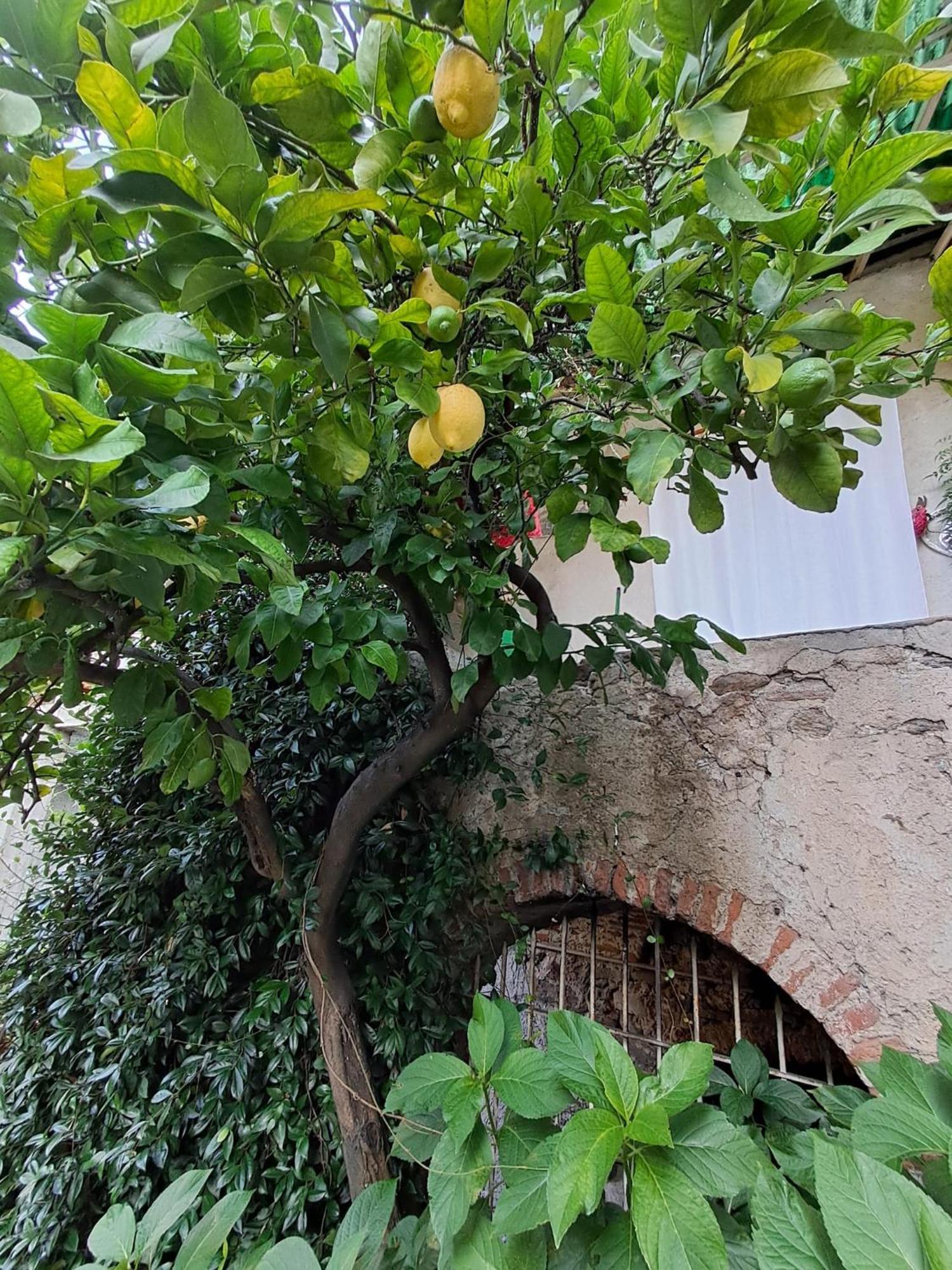 CastelveccanaNonna Anita住宿加早餐旅馆 外观 照片